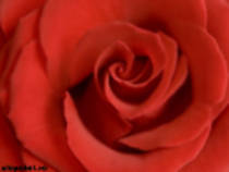 trandafir rosu - FlOrI fRuMoAsE