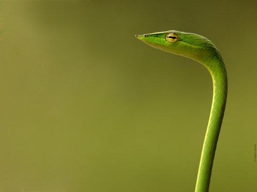 amazing-snake-pictures14[1] - SERPI