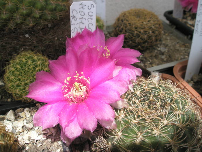 Sulcorebutia hofmanniana - 07.06