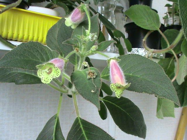 Kohleria Warscewieczii 9 feb 2009