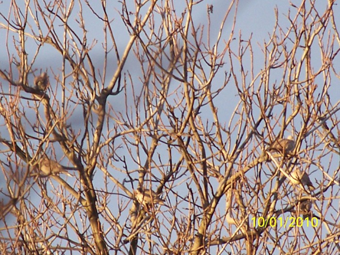 100_9028 - Cer Flori Pasari