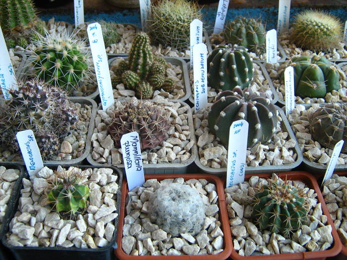 IMG_4460 - Cactusi 1 martie 2009