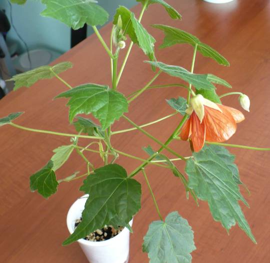 P1090429 - ABUTILONI