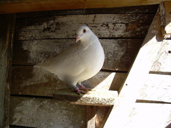 Porumbeii mei(14-10-2007) 00