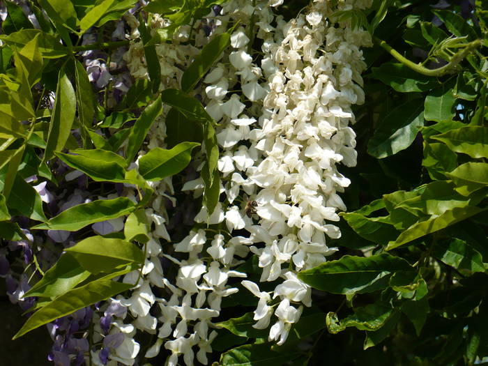 P1110875 - Herastrau 2009 mai 10