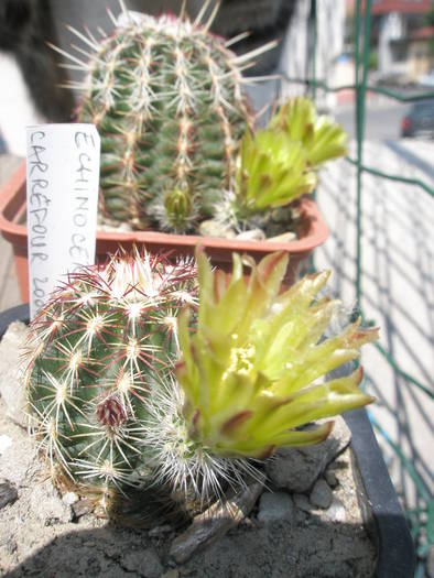 cei doi Echinocerei - Echinocereus