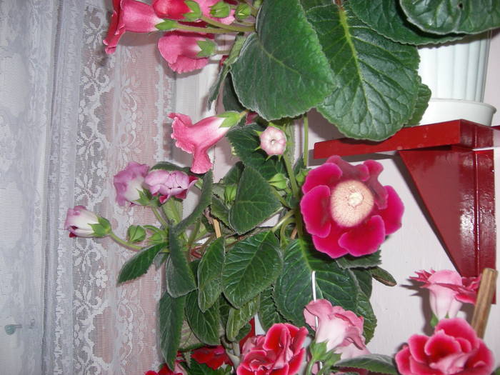 Gloxenii