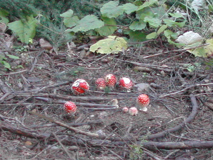 Picture 121 - Firiza