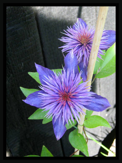 multi blue - clematis