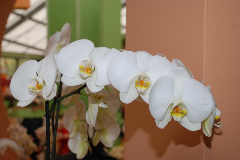 Afbeelding 651 - Keukenhof 2008