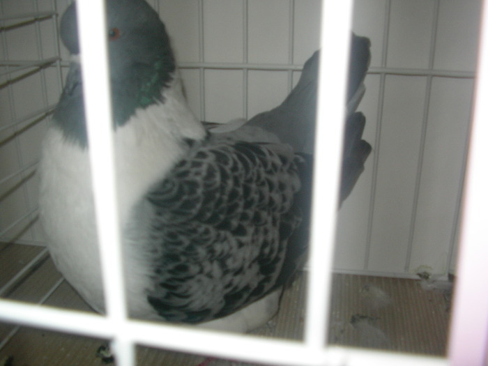 SANY0251 - poze expo 2009