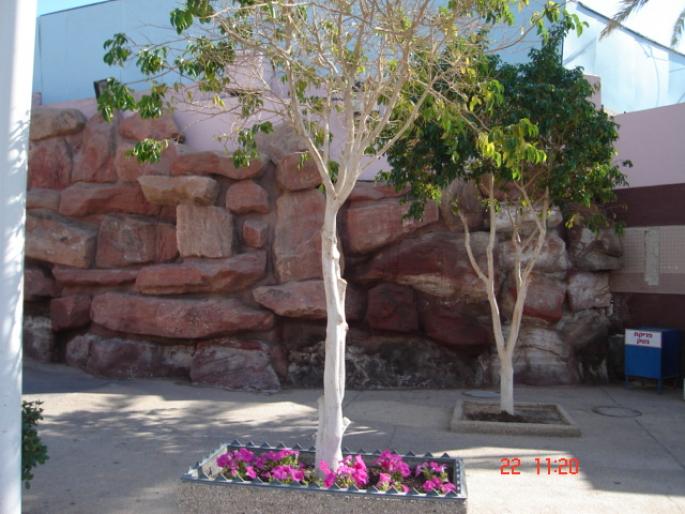 496 Israel - Eilat - The Observatory Marine Park