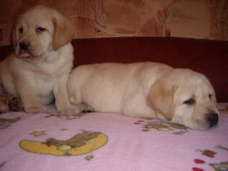 Labrador Retriever - Labrador Retriever