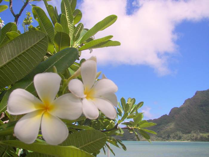 plumeria4 - Hawaiian Plumeria 1