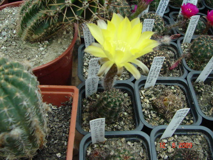 DSC06079 - 2009 Iunie