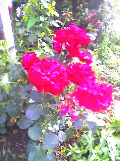 trandafiri - flori