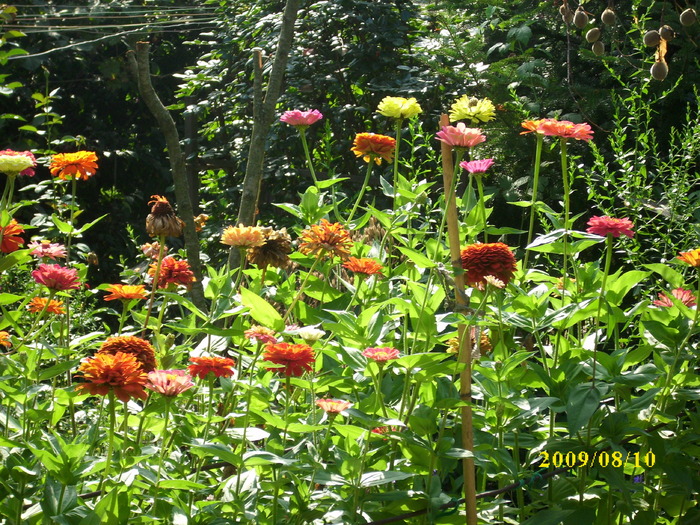 DSCI0943 - carciumarese-zinnia