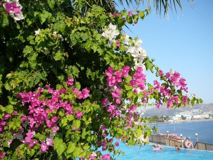 Bougainvillea roz si alba - Flori