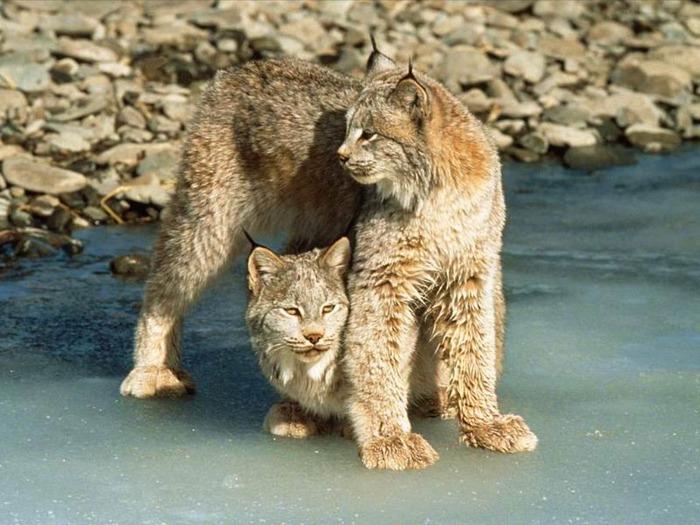 webshots1026 - Animale