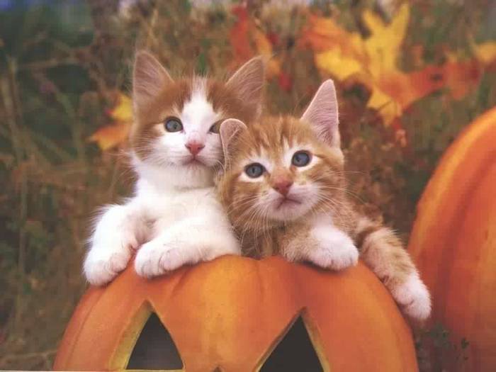 halloween_kittens[1] - poze cu animale