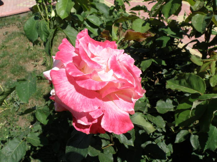Picture 004 - trandafiri