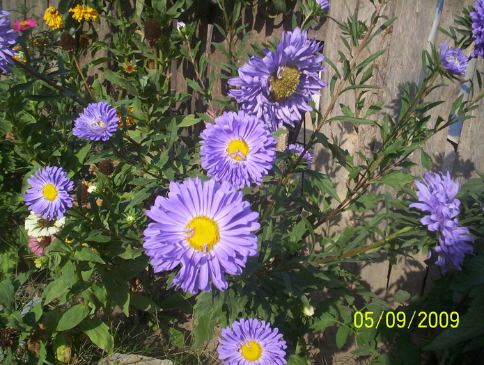 100_0144 - iubirile mele   florile