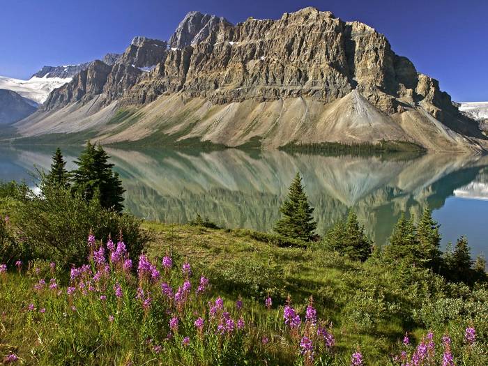 Bow Lake and Flowers, Banff National Park, Alberta, Canada