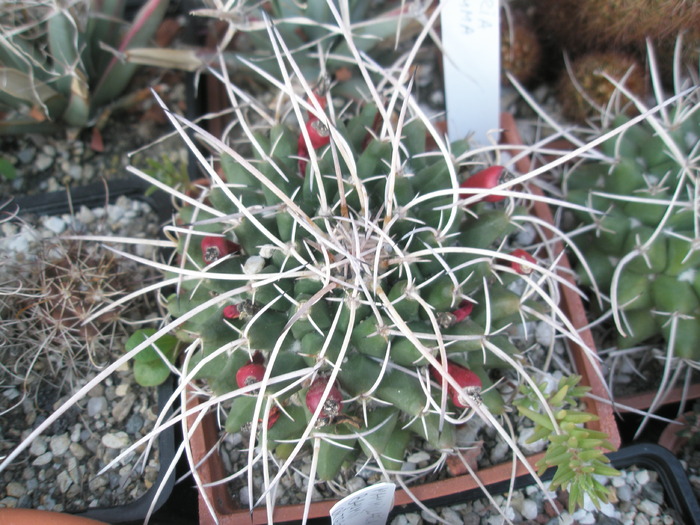 Mammillaria de la Bogdan - 15.09 - Mammillarii necunoscute