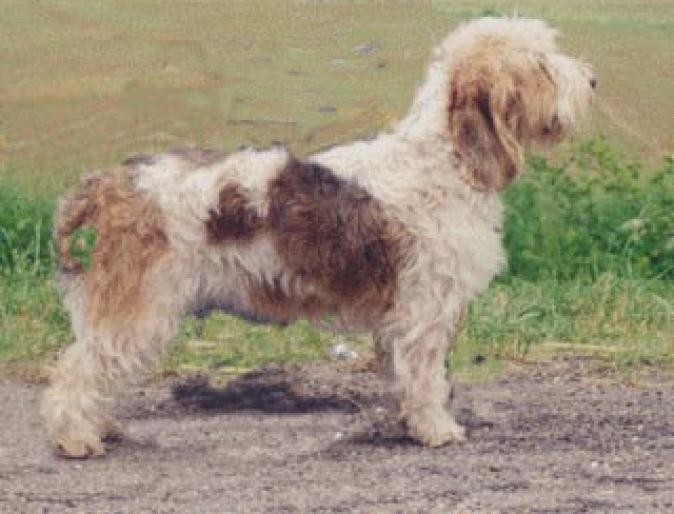 BASSET GRIFFON VENDEEN - RASE CAINI