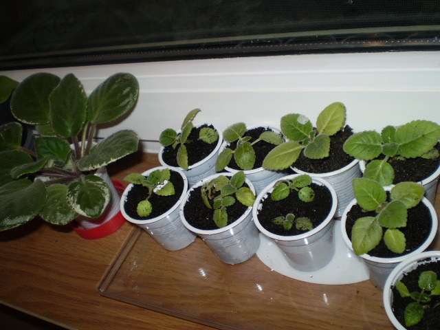 Violeta Ma 's Show Girl si gloxi din seminte - flori de camera 2009-2010