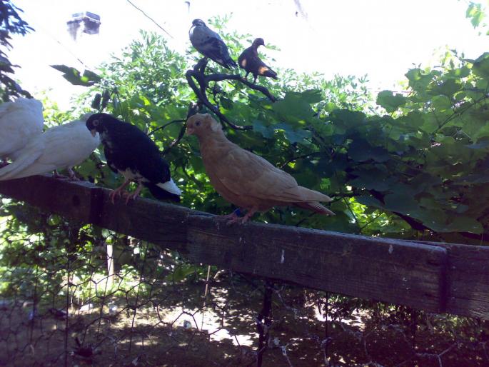 12072008626 - 1720 Gica Hanga