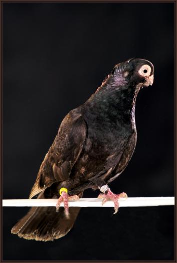 Picture 103 - jucatori de constanta