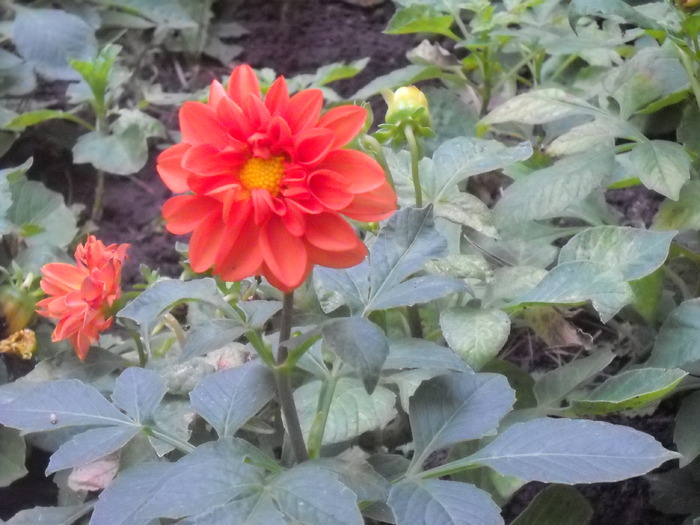 Picture 050 - flori dragute