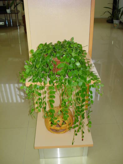 DISCHIDIA
