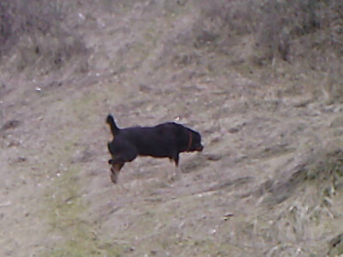 BELLA (7) - ROTTWEILER - BELLA