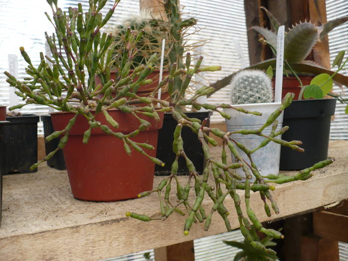 boboci Hatiora salmonicoides - Cactusi 2009