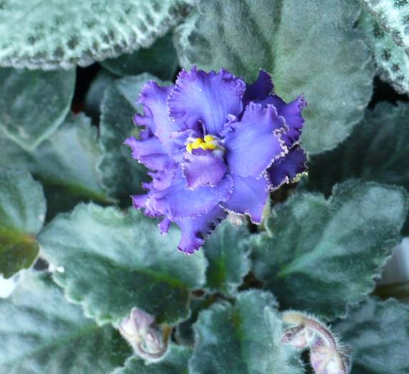 Ozio - sport - Saintpaulia - violete de camera