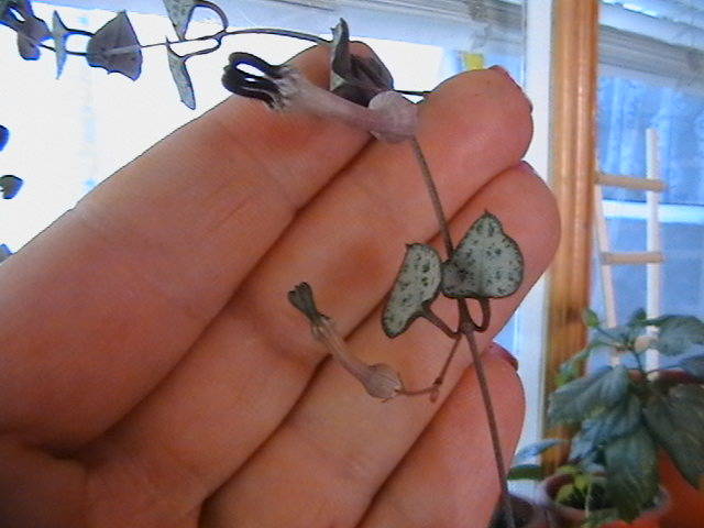 Picture 003