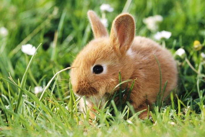 Sweet rabbit - Animale