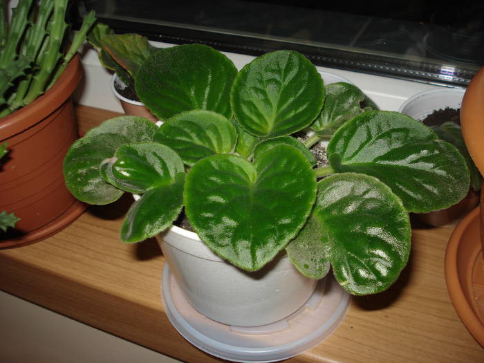 violeta alba; violeta alba
