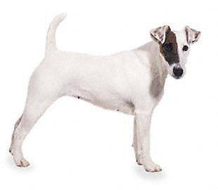 Fox Terrier - Catelusi