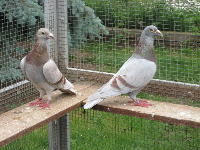  Perechea 7 .Horemans(Viden)