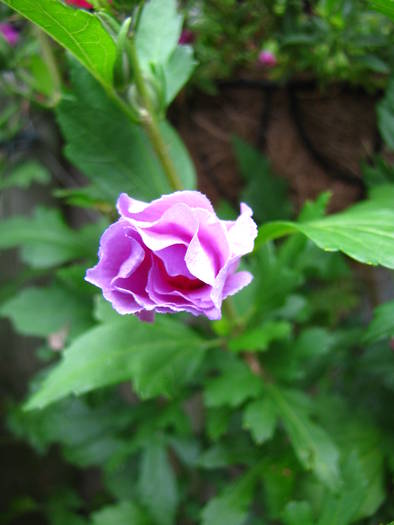 Hibiscus gradina 12 aug 2009 (2)