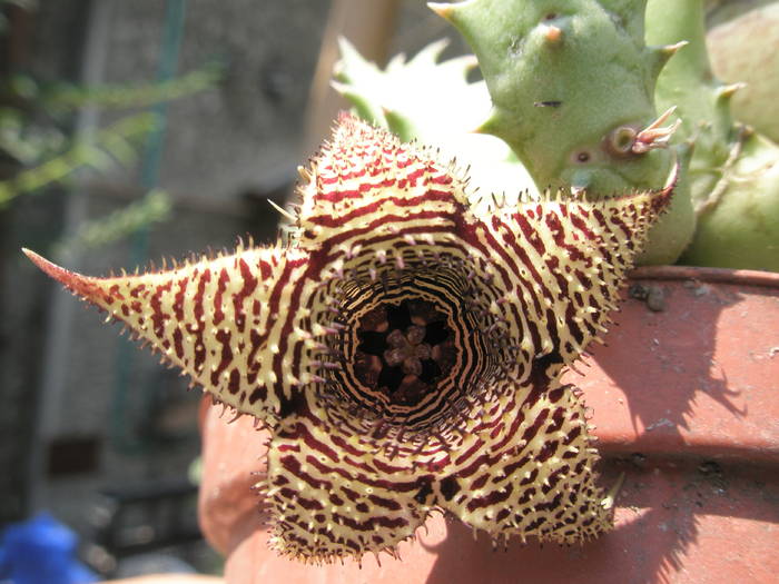 Huernia stapelioides - floare 30.07 - Asclepidiacee 2009