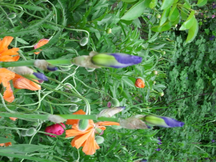 DSCI0154 - flori din gradina mea