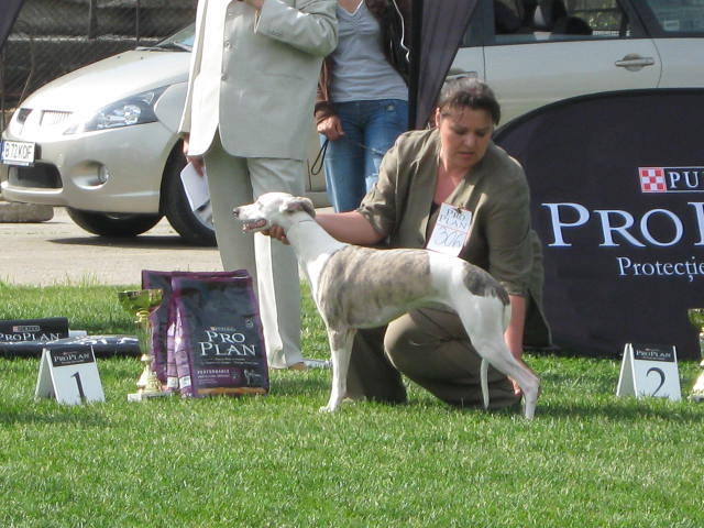 Saby - WHIPPET Boxing Helena s Hisunshine