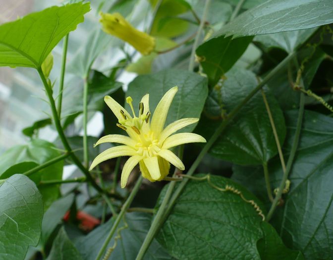 floare Passiflora citrina la 16 dec - Passiflora