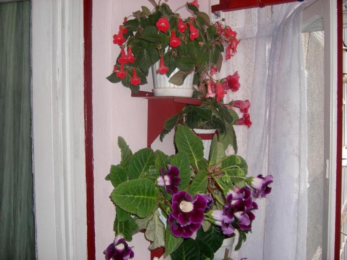 Flori-2008 006