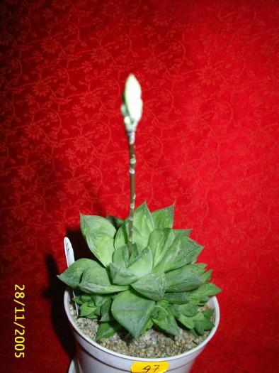 Haworthia cymbiformis