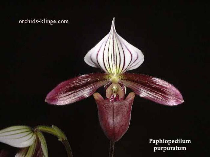 Paph%20purpuratum%20copy - flori pt fete